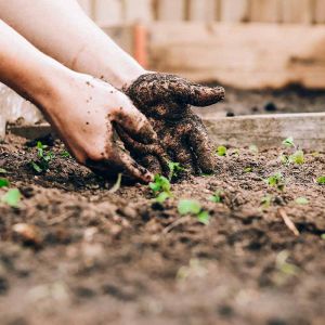 From Novice to Pro: Elevating Your Gardening Journey with Supernatural Brand