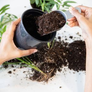 Unleash Your Garden’s Potential with PAY DIRT Premium Potting Soil