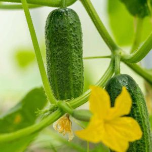 Boosting Flowering and Fruiting in Spring