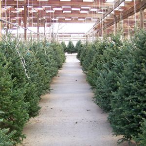 Your Holiday Guide to Christmas Trees: Prep, Care, and Disposal