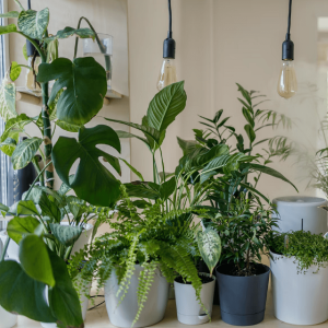 Low Maintenance Indoor Plants
