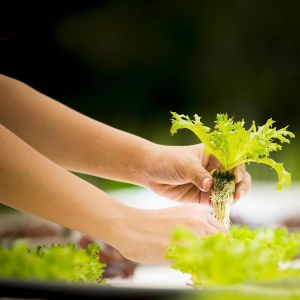 Starting Your Own Hydroponics Garden