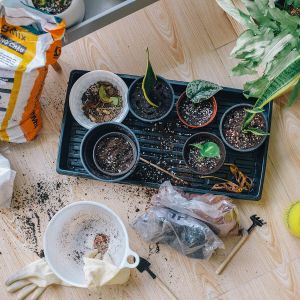 Plant Repotting: How & When to Repot Your Plants
