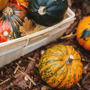 Seasonal Planting Tips: What to Plant in Fall and Caring for Plants Through Seasonal Changes