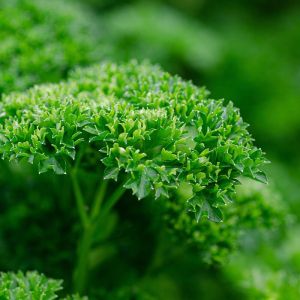 Winter Hydroponics: How to Keep Your Indoor Hydroponic Garden Thriving