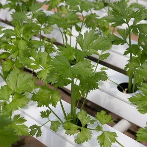 Terraponics vs Hydroponics vs Aeroponics