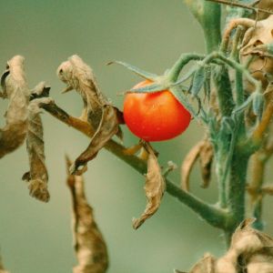 How to Protect Your Crop Production From Summer Heat Stress