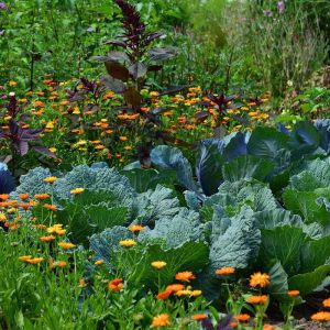 The Power of Companion Planting: Natural Pest Control and Better Growth