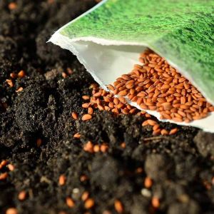 Direct Sow vs. Seed Starting: Which Method Is Best for Your Plants?