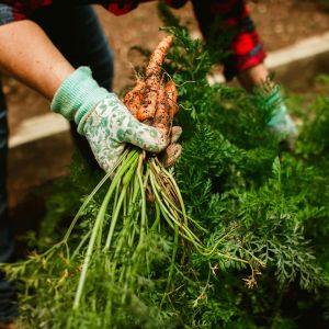 How to Make the Most of Canada’s Long Summer Growing Days