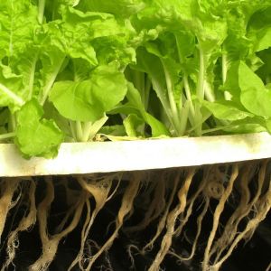 How Can You Optimize Hydroponic Gardening in Spring for Better Crop Production?