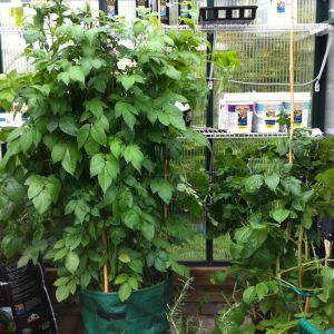 The Science Behind Supernatural Brand’s Plant Nutrients