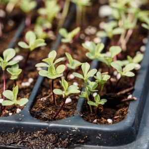 What Every Grower Needs Before Winter Sets In