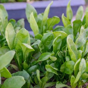Spring Planting Guide: The Best Crops to Start in April