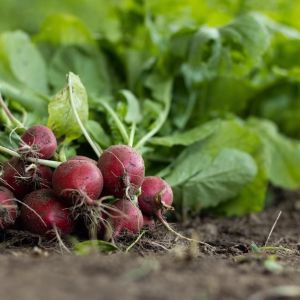 What to Grow in August: Best Plants for Late Summer Success