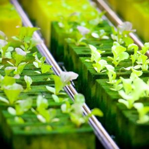 Maximizing Your Fall Harvest with a Hydroponic Grow Kit