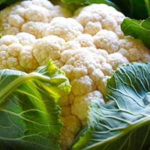 The Best Nutrients for Supporting Your Plants Through a Canadian Fall