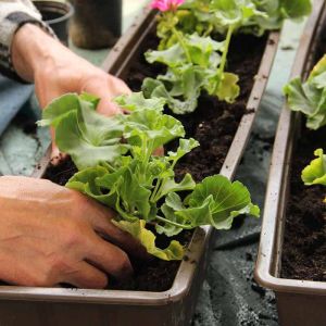 The Beginner’s Guide to Container Gardening