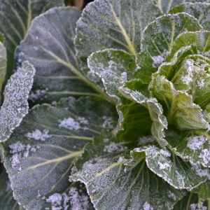 Increase Your Vegetable Crop Production This Winter