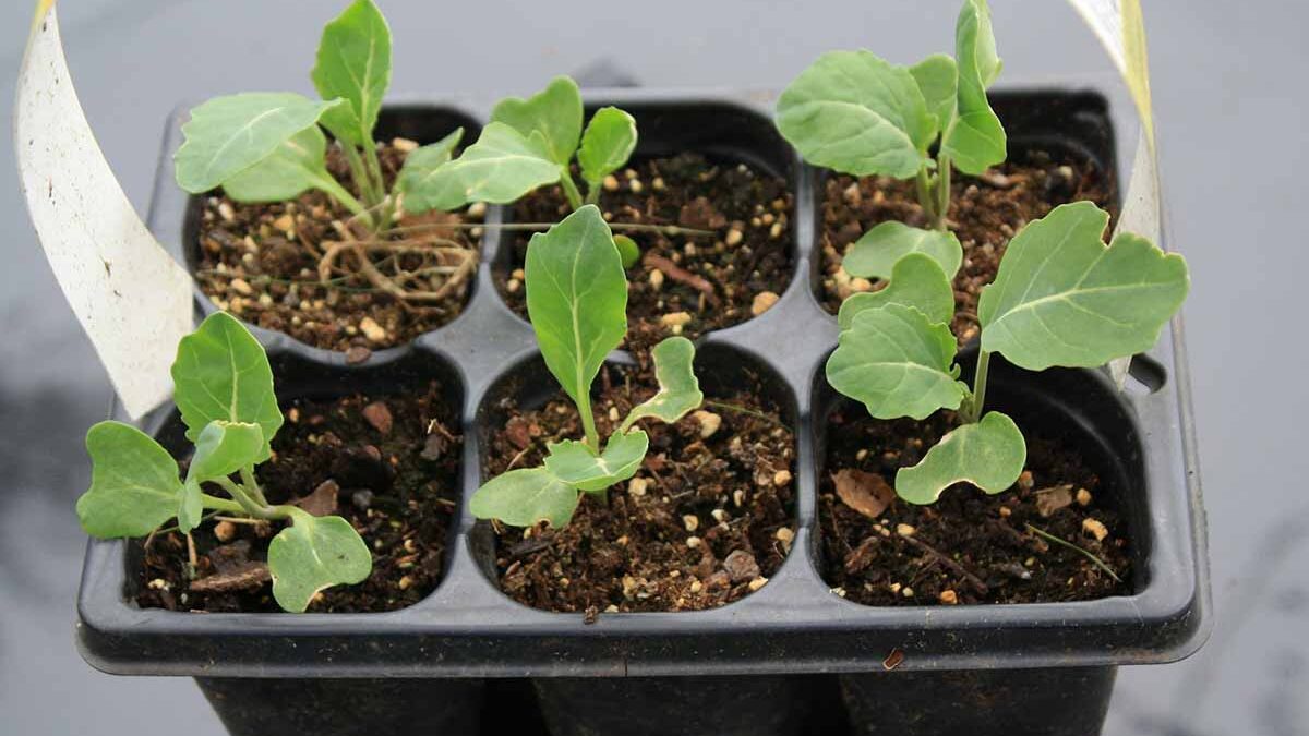 Starting Seeds Early: Why February is the Perfect Time