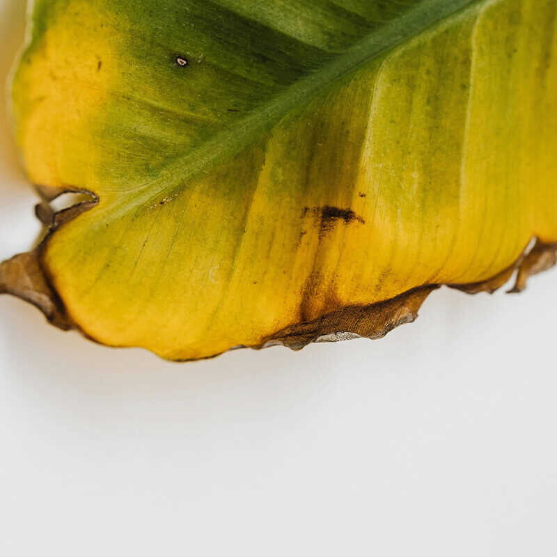 Leaf Discoloration | Plant Nutrients | Plant Care