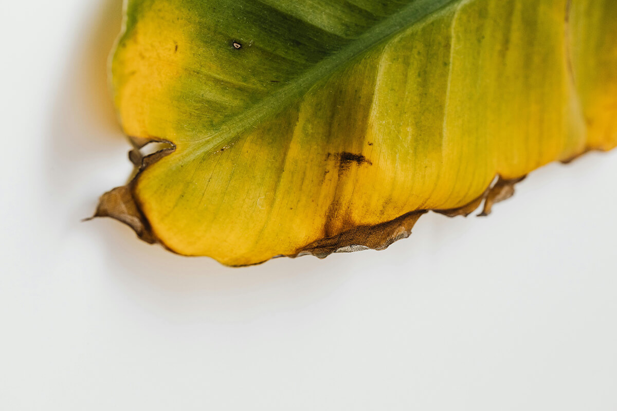 Leaf Discoloration | Plant Nutrients | Plant Care